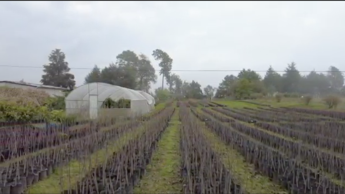Por bajas temperaturas se vieron afectadas cerca de 500 hectáreas de producción de aguacate y blueberries