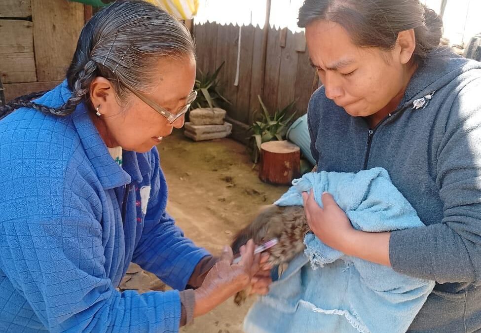 Más de 4 mil vacunas antirrábicas se aplicaron a perritos y gatitos de Zacatlán