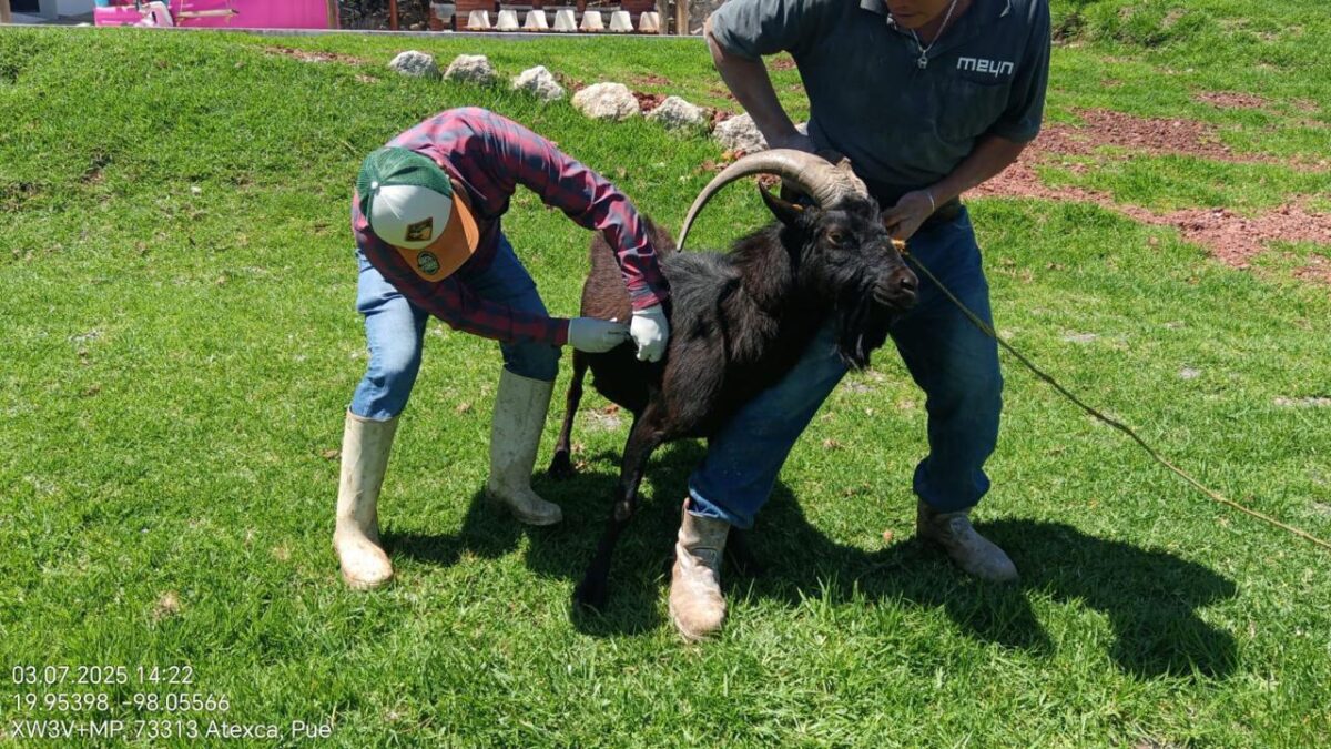 Avanza el Programa de Desparasitación y Vitaminización de Ganado en Zacatlán