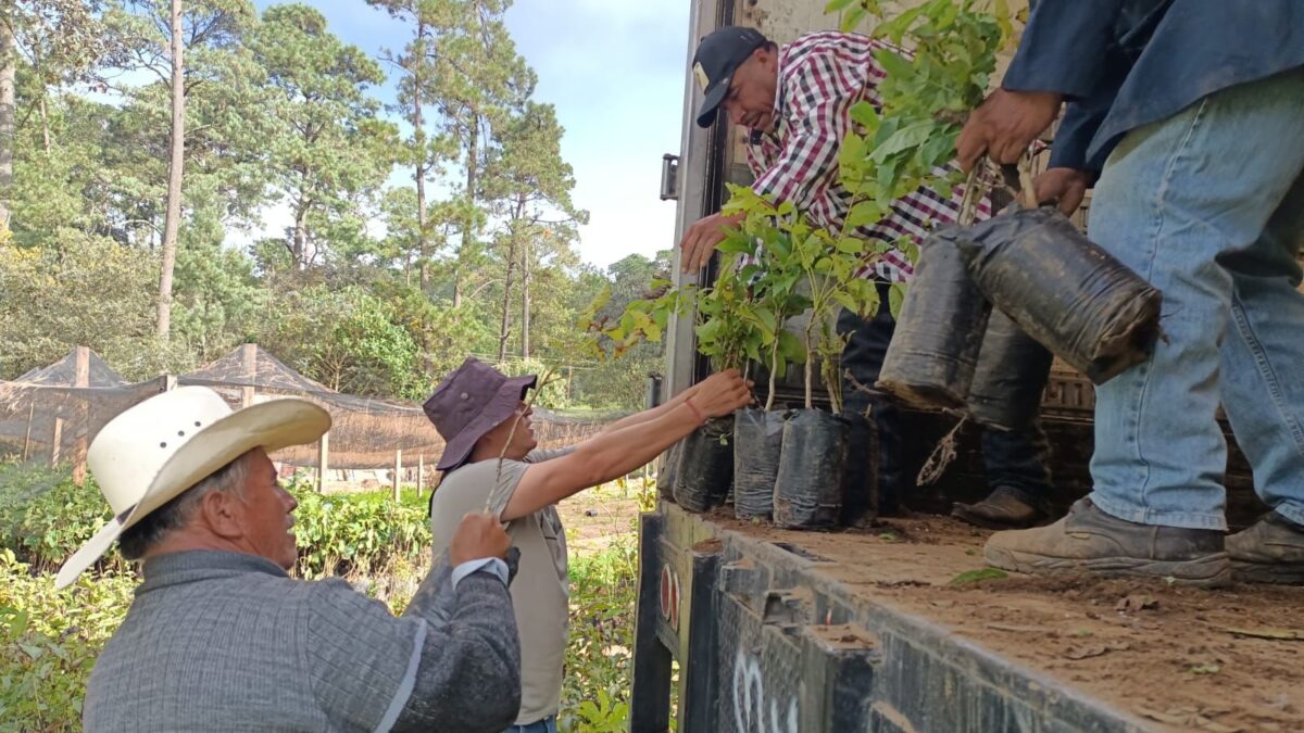 Árboles de nuez de Castilla y de Higo serán plantados en escuelas y áreas verdes de Zacatlán